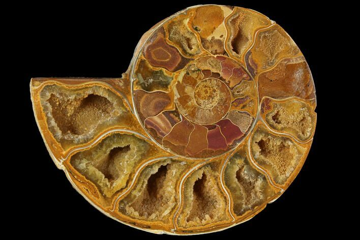 Sliced, Agatized Ammonite Fossil (half) - Jurassic #110748